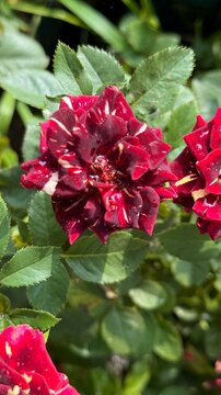 Closeup of unique rubyred rose petals with white stripes blossoming in a green garden