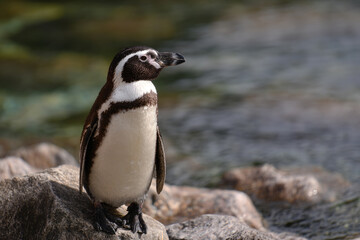 Fototapeta premium a penguin standing on a rock near a body of water
