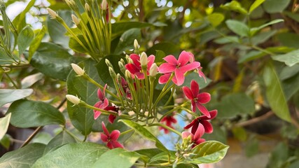 Crimson red Rangoon creeper flowers bloom amidst green foliage in a vibrant close up