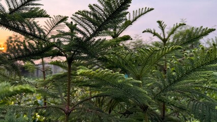 Obraz premium Evergreen trees display vibrant green needles against a soft sunset sky, creating a natural view