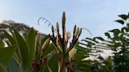 Frangipani buds reach skyward, exhibiting the subtle grace of tropical flora ready to bloom...