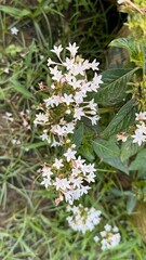 Lush green foliage cradles clusters of pristine white Pentas flowers in a vibrant garden setting