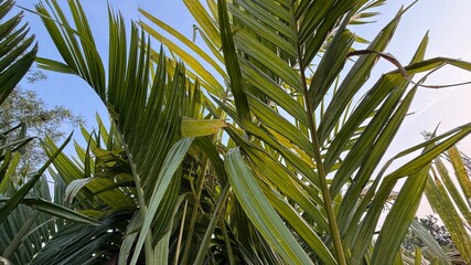 Lush palm leaves extend upwards toward a clear, bright blue sky during the day
