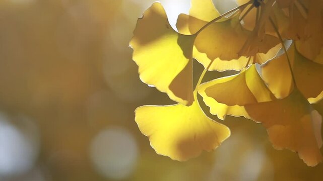 yellow ginkgo leaves on tree