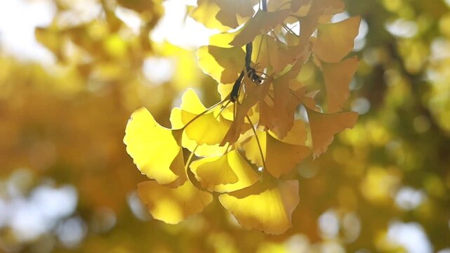 yellow ginkgo leaves on tree