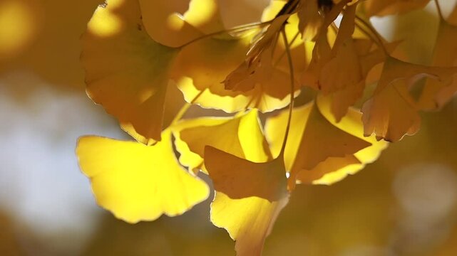 yellow ginkgo leaves on tree