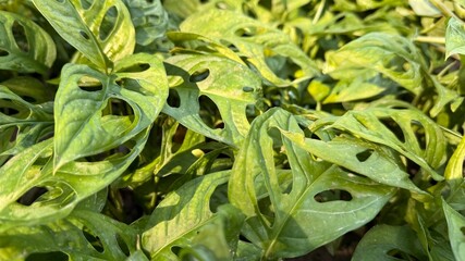 Monstera adansonii plant featuring vibrant green foliage with distinctive holes cascades naturally in the bright sunlight