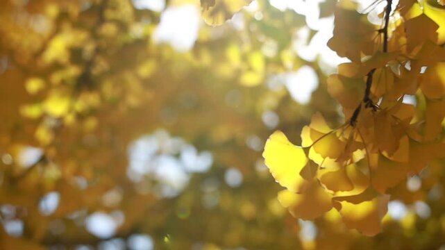 yellow ginkgo leaves on tree