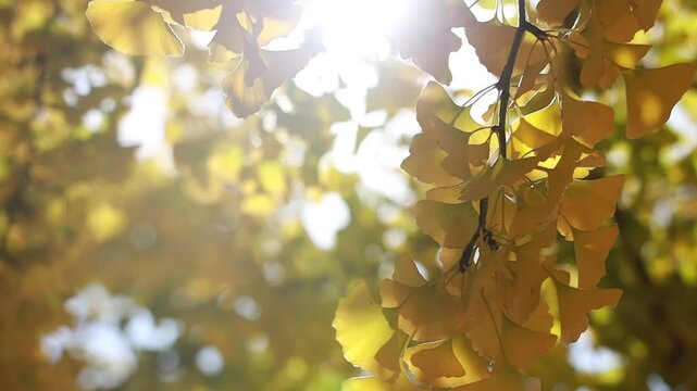 yellow ginkgo leaves on tree with sunlight
