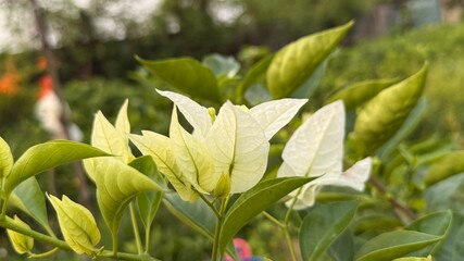 Pale Bougainvillea with its delicate white bracts blooms gracefully in a lush garden