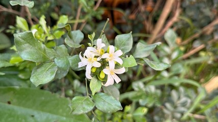 Overhead nature shot shows small white flowers surrounded by leaves in a garden