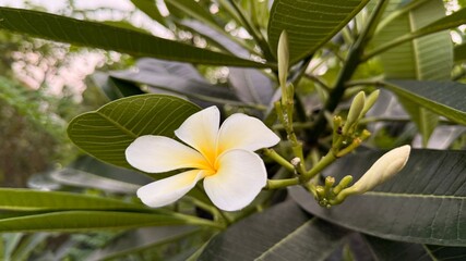 Plumeria blossom with white and yellow petals blooms amidst green leaves outdoors, presenting nature's elegance