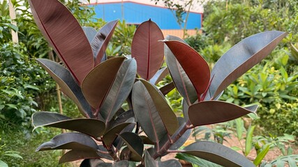 Rubber plant showcases dark green and reddishbrown leaves in a vibrant natural outdoor setting