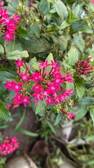 Star shaped vibrant pink pentas flowers burst forth amidst lush green leaves in garden setting
