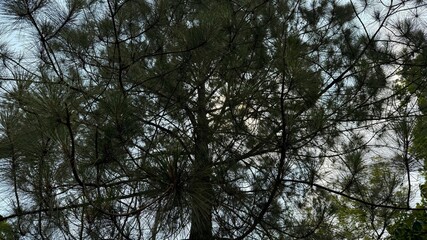 Sunlight filters through the needles and branches of a towering pine tree against a bright sky