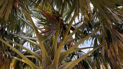 Sunlight filters through the towering palmyra palm tree with long, angular leaves in daytime