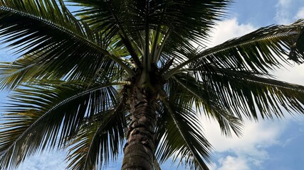 Fototapeta premium Towering tropical palm tree reaches toward the blue and white cloudy sky above
