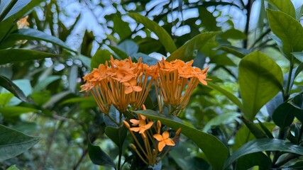 Upclose view captures vivid orange ixora blossoms among dense foliage, creating a vibrant natural...