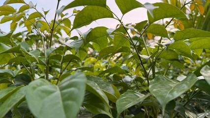 Fototapeta premium Upward angle shows vibrant green leaves and stems against the sky, creating natural textures