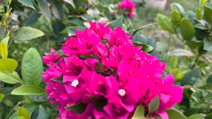 Vibrant bougainvillea blooms fiercely in the garden, creating a stunning pink display among green leaves