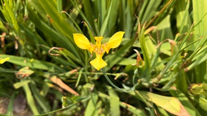 Vibrant yellow iris flower displays intricate brown patterns amid lush green foliage on a sunny day