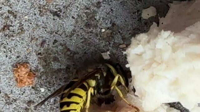 Yellowjacket works to remove bits of chicken