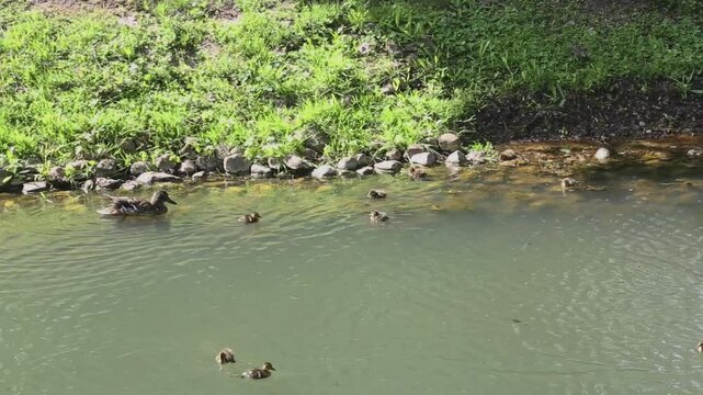 Baby ducklings swimming near lush green grass bank with mother duck in slow motion. Young birds navigate shallow water creating gentle ripples while following parent along shoreline with vibrant veget