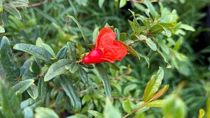 Vivid scarlet pomegranate blossom blooms amid verdant leaves, creating a captivating natural scene