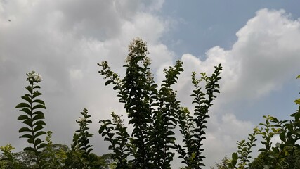 White crape myrtle blossoms reach towards the sky with soft clouds and natural sunlight