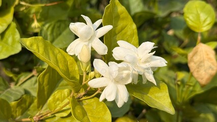 Obraz premium White jasmine blossoms with bud amid green foliage glow warmly under sunlight