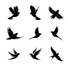 Black and white flying bird 27