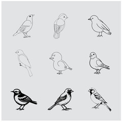 Black and white bird 31