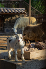 Vertical photo of a cute baby goat standing in a farm enclosure with other goats and sheep in the background during golden hour.
