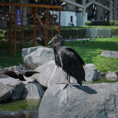 Vertical photo of a black vulture standing on a rock near a pond in an urban park setting, with bright daylight.
