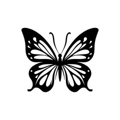 butterfly on white background
