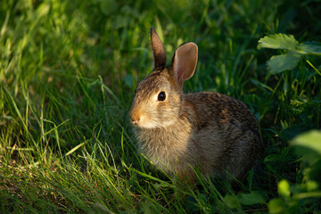 Fototapeta premium a rabbit sitting in the grass in the sun