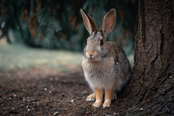 Fototapeta premium a rabbit sitting next to a tree in the forest