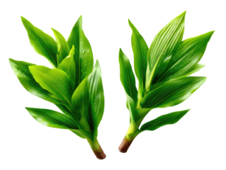 Emerald Embrace: A vibrant capture of two verdant branches, showcasing lush, elongated leaves and the fresh hues of a lively green.