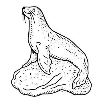 sea lion on rock sketch illustration