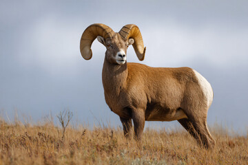 Fototapeta premium a ram standing in a field with a cloudy sky in the background