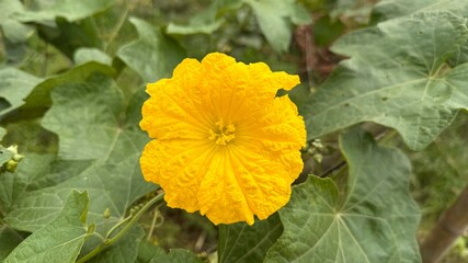 Bright yellow sponge gourd flower sits amidst broad green leaves in full bloom
