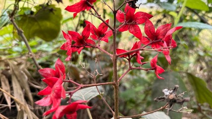 Crimson glorybower flowers bloom radiantly on slender branches against soft, green foliage backdrop