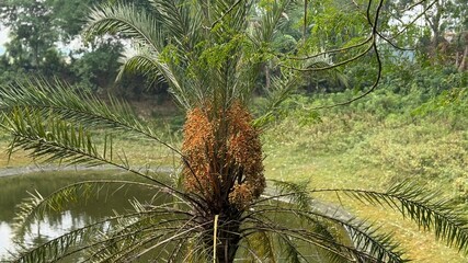 Fototapeta premium Date palm tree presents ripening fruit bunches in a scenic outdoor garden during the daytime