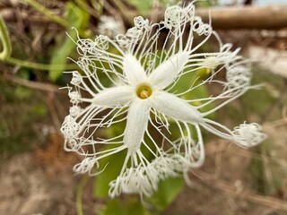 Detailed view reveals a white snake gourd flower with tendrils and blurred backdrop
