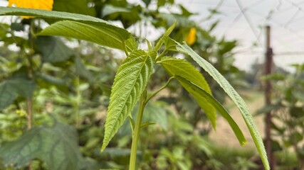 Fresh green leaves of jute plant sprout, displaying detailed textures and vibrant color