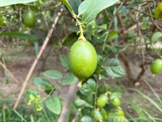 Green lime hangs fresh on its tree among leaves and branches in a garden