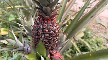 Immature pineapple fruit displaying a rustic, earthy texture amidst lush, spiky green foliage