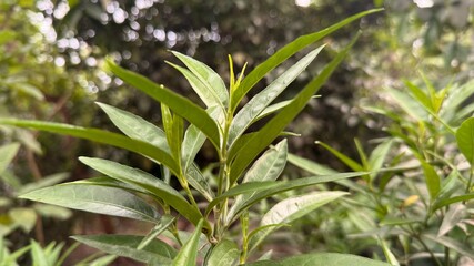 Lush green foliage displays pointy leaves and new buds in a serene nature setting
