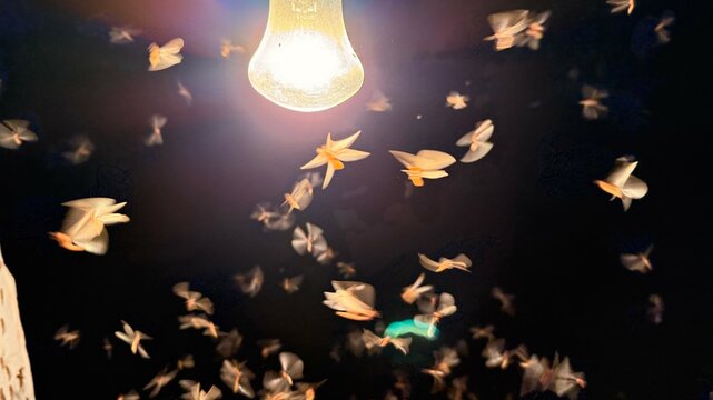 Moths fluttering around bright lightbulb create a captivating night with many little flying insects