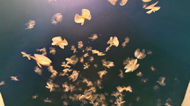Numerous mayfly insects with delicate wings fill the dark blue water surface during springtime